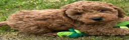 Cockapoo dogs for sale: Red cockapoo - Advert 5