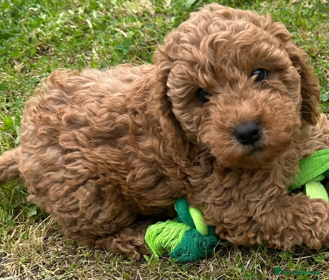 Cockapoo dogs for sale: Red cockapoo - Advert 5