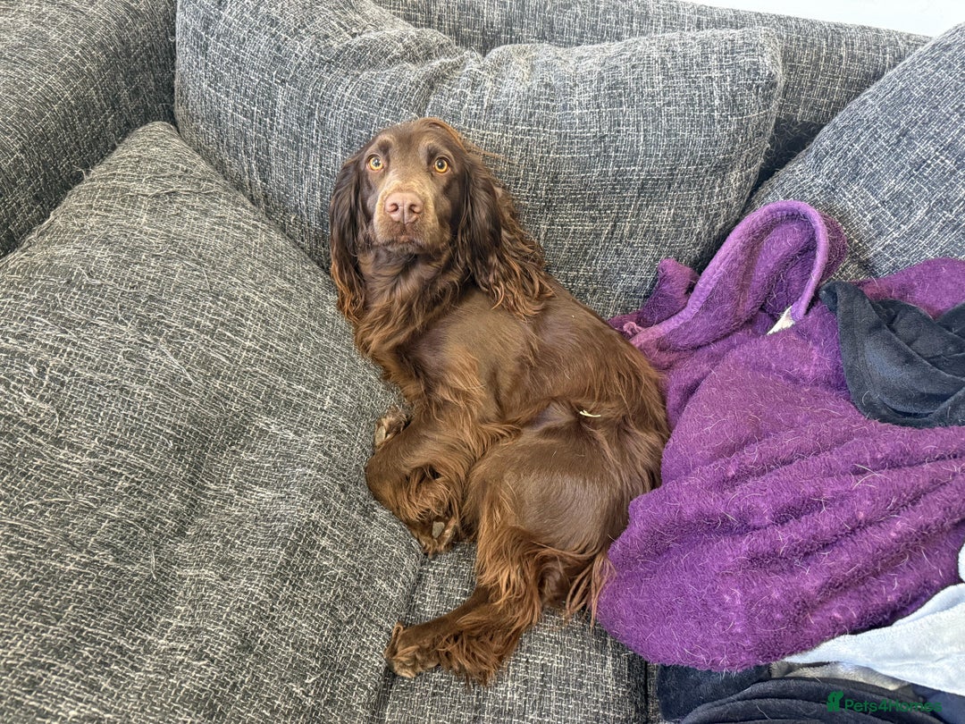 Cocker Spaniel dogs for sale: Cocker Spaniel Puppies looking for the best homes - Image 7