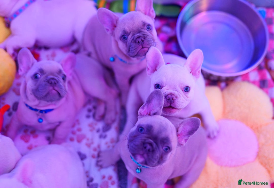 French Bulldog dogs for sale: KC French Bulldog Ready Now ! - Image 23
