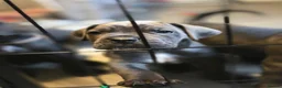 Cane Corso dogs for sale: Cane corso puppies in Merthyr Tydfil - Advert 8