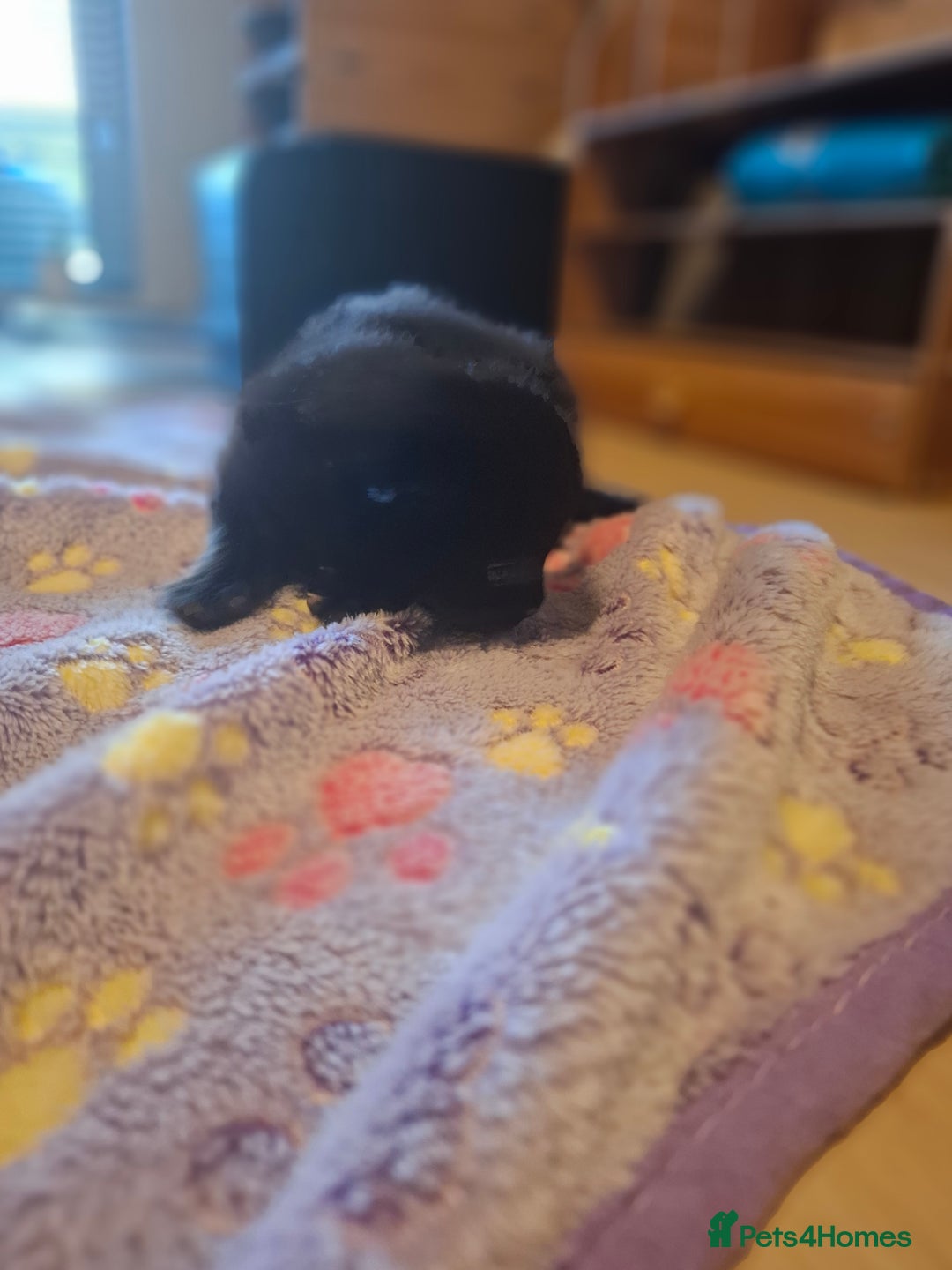 Mixed Breed cats for sale: Brown kitten avaliable.ready 16th August  - Image 18