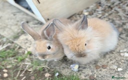Lionhead rabbits for sale: Double Mane (f)&No Mane(m) Lionhead £50 & £2 - Image 25