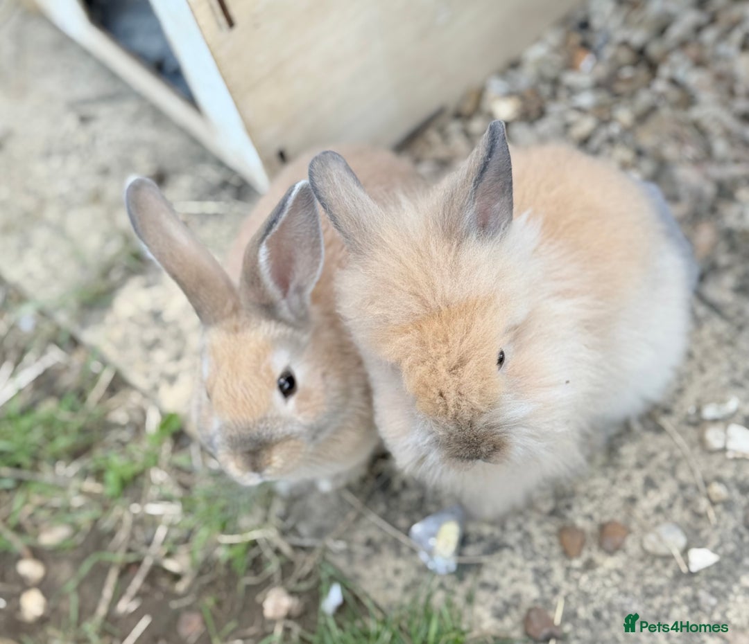 Lionhead rabbits for sale: Double Mane (f)&No Mane(m) Lionhead £50 & £2 - Image 25