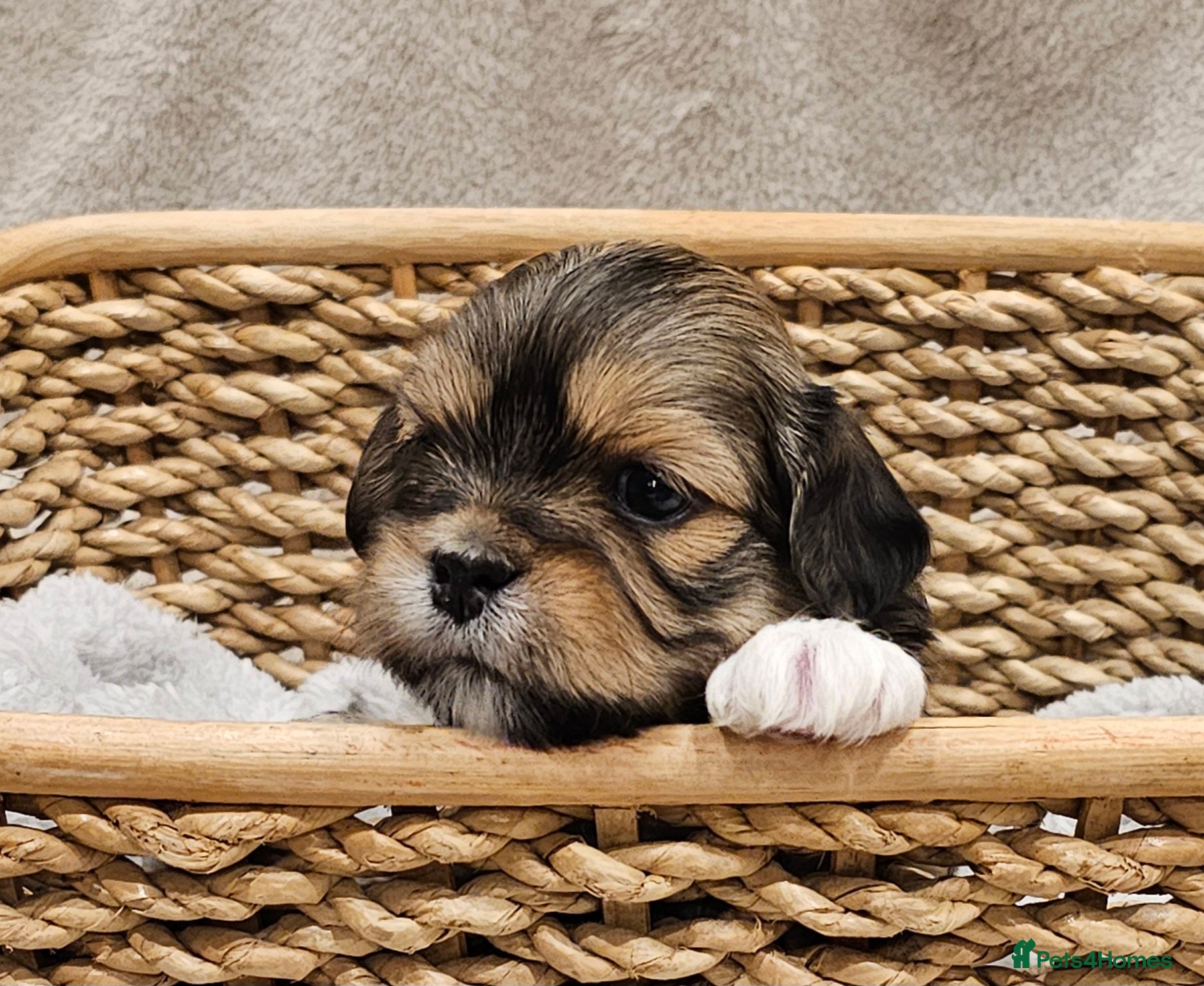 Lhasa Apso dogs Stunning pedigree Lhasa Apso Puppies - Advert 13