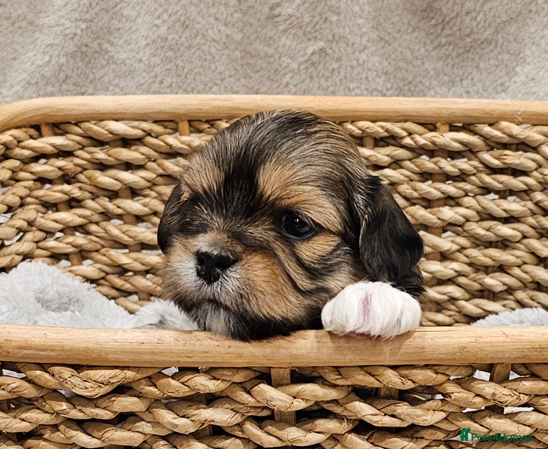 Lhasa Apso dogs for sale: Stunning pedigree Lhasa Apso Puppies - Advert 1