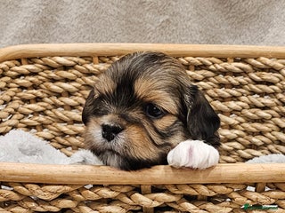 Lhasa Apso dogs Stunning pedigree Lhasa Apso Puppies - Advert 4