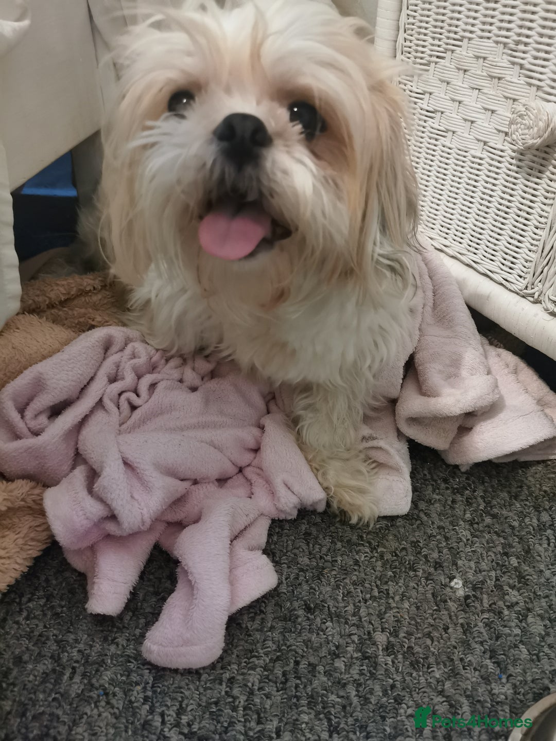 Shih Tzu dogs for sale: Adorable fluufy shihtzus  - Advert 1