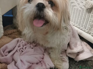 Shih Tzu dogs Adorable fluufy shihtzus - Advert 3