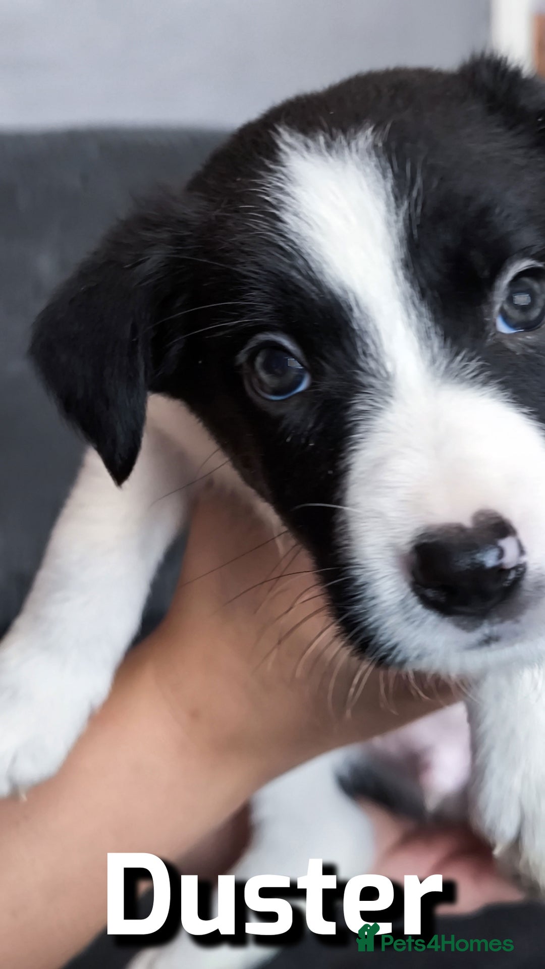 Border Collie dogs for sale: Purebred Border Collie Puppies Tri Intelligent - Image 9