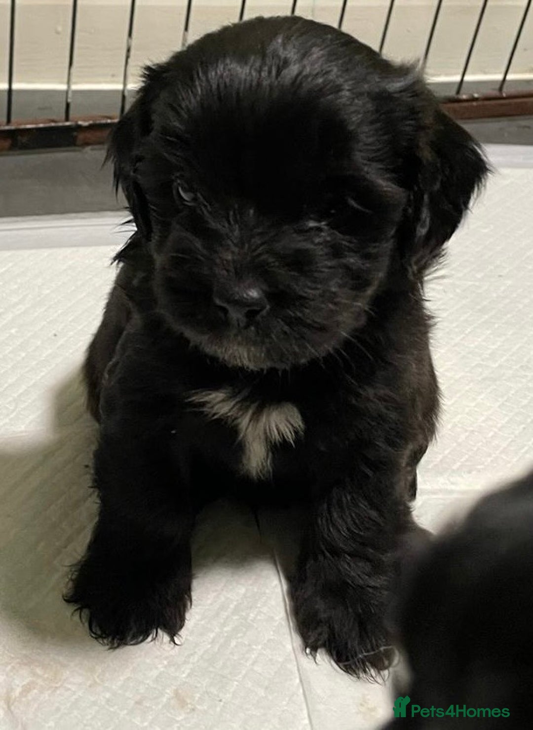 Mixed Breed dogs for sale: Stunning Sproodle x Shih Tzu pups ready 26/1 - Advert 9