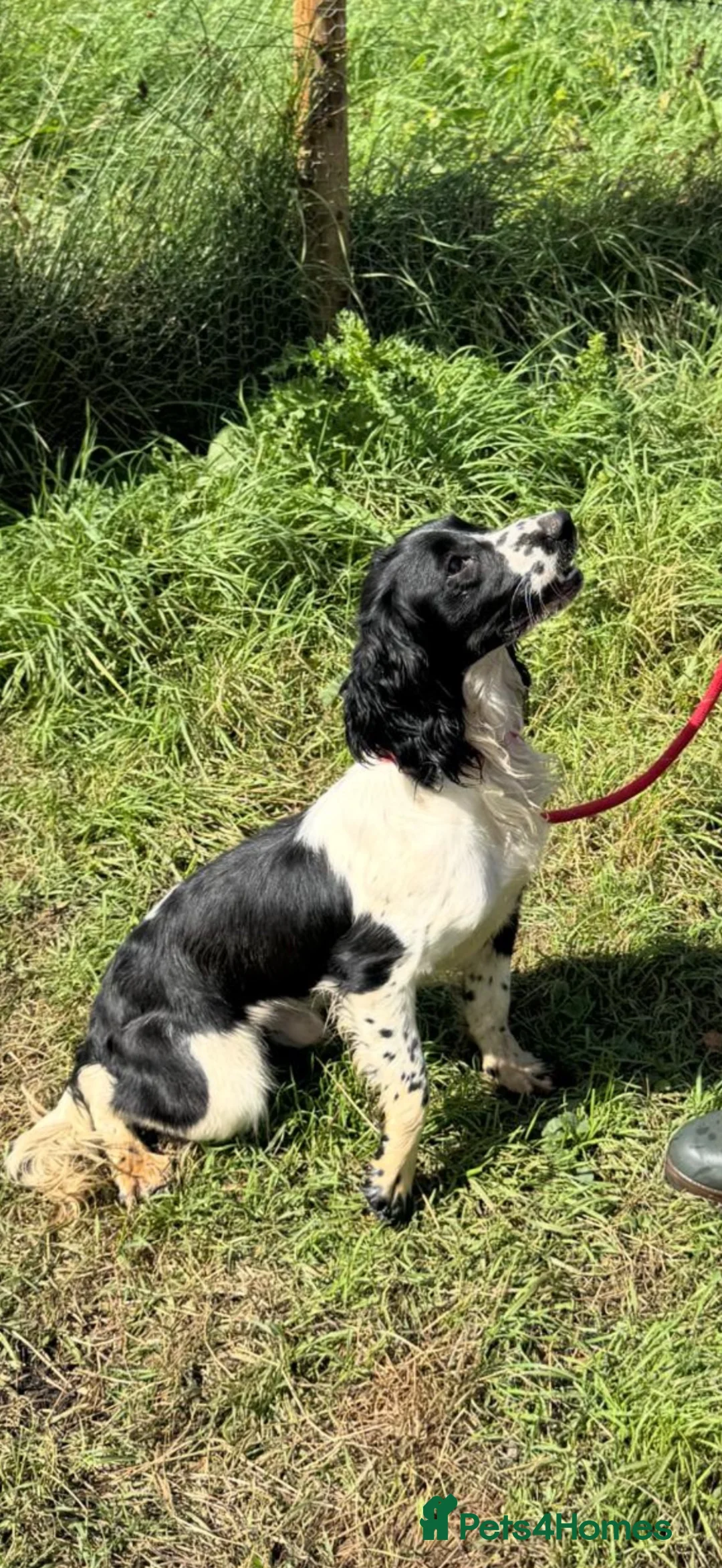 English Springer Spaniel dogs for sale: KC ESS springer spaniels in Cambridge - Advert 2