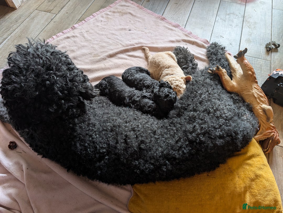 Goldendoodle dogs for sale: Golden doodle puppies for sale  - Image 3
