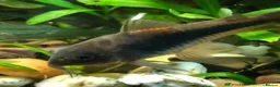 Catfish fish for sale: Aquarium fish, shrimp, and plants. WIDE selection - Advert 14