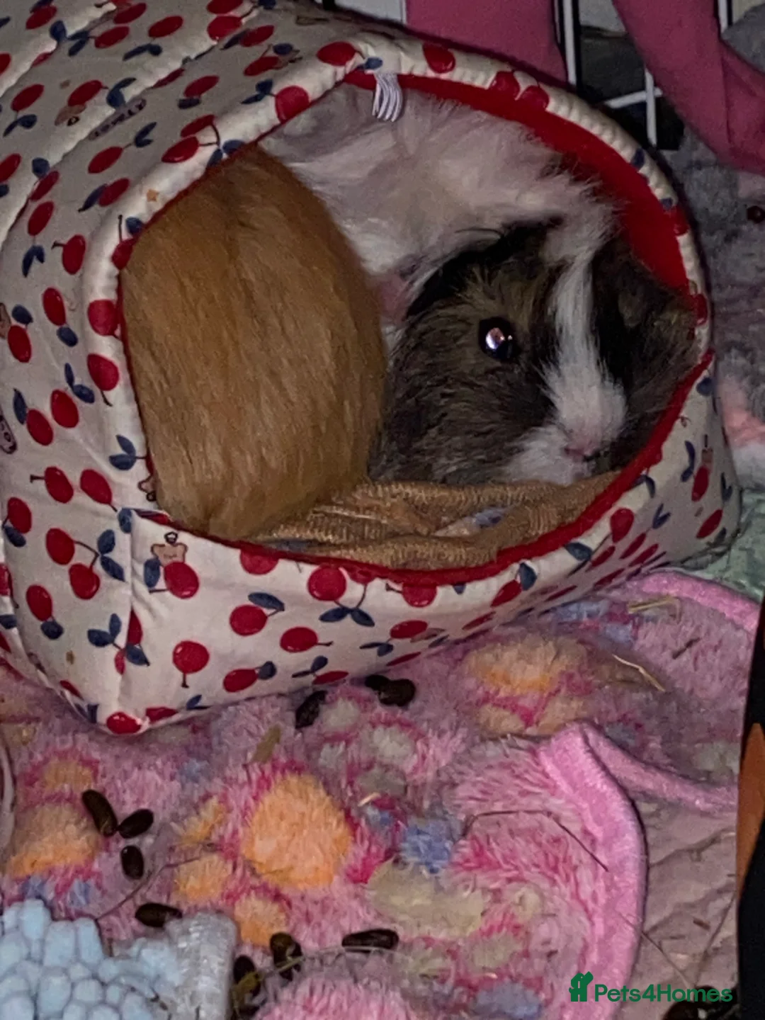 Mixed Breed rodents for sale: Trio of female Guinea pigs  - Advert 9