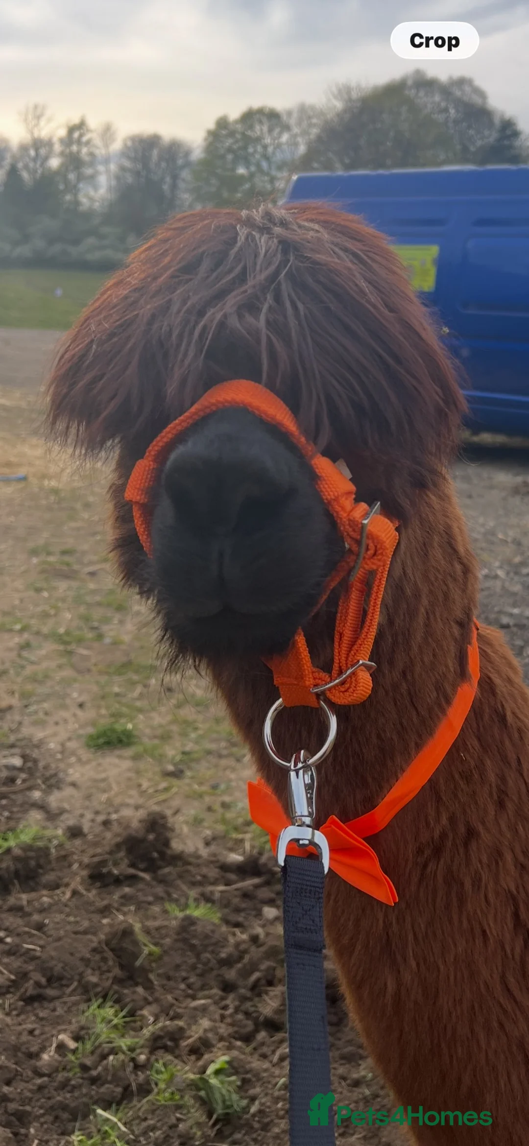 Alpaca livestock for sale: Suri alpaca male entire  - Advert 4