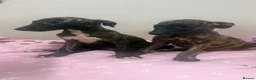 Whippet dogs for sale: WHIPPET PUPPIES  - Advert 31