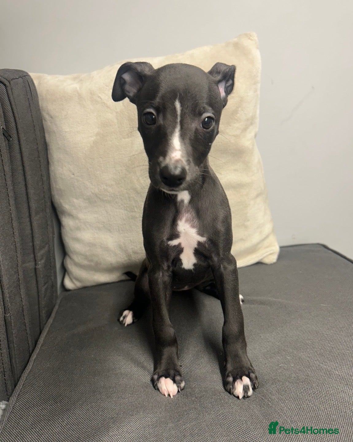 Whippet dogs 1 KC REGISTERED WHIPPET GIRL LEFT - Advert 1