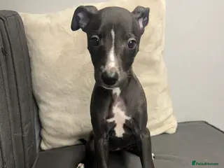 Whippet dogs 1 KC REGISTERED WHIPPET GIRL LEFT - Advert 3