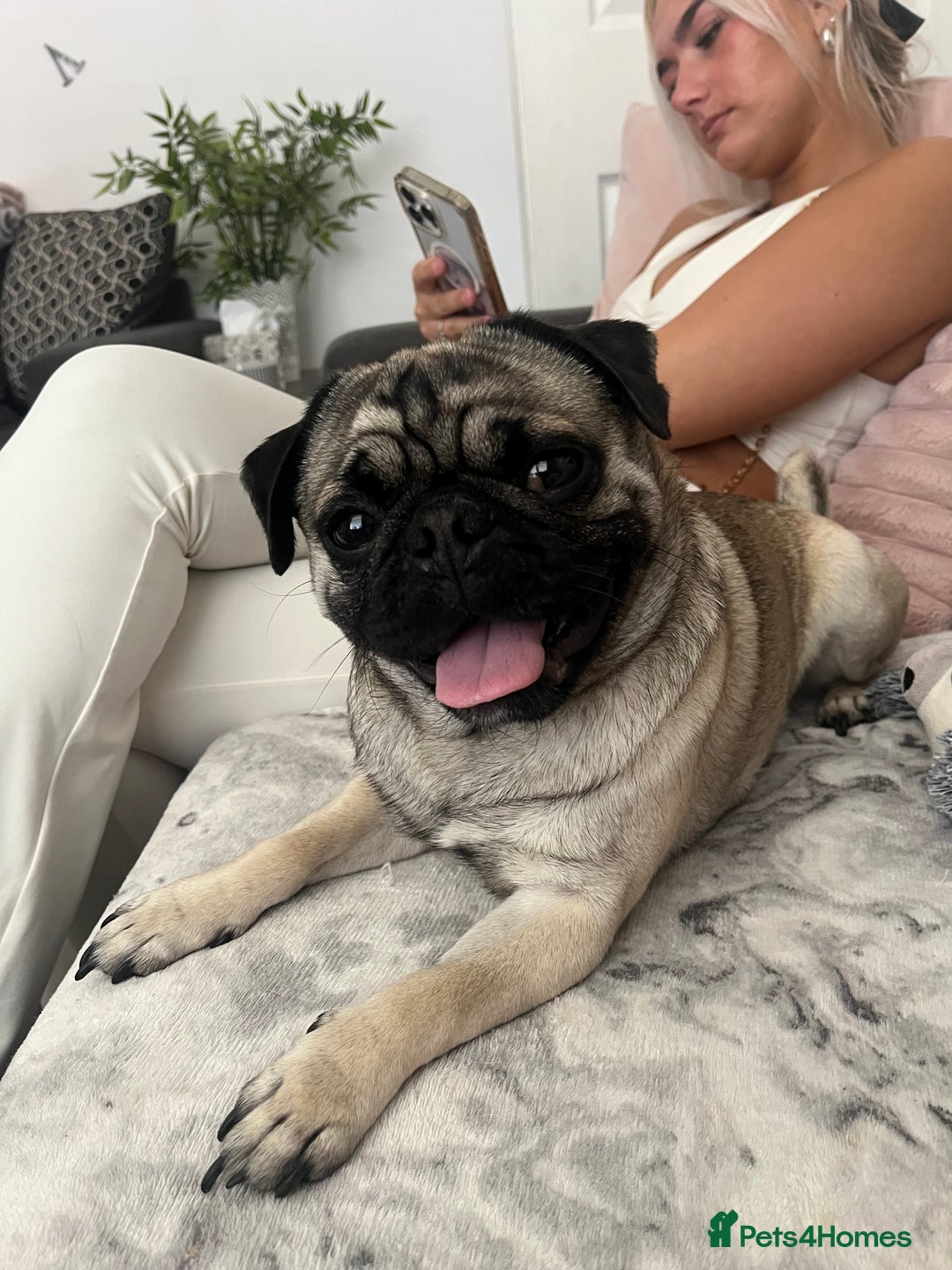 Pug dogs for stud: Peanut - Image 2
