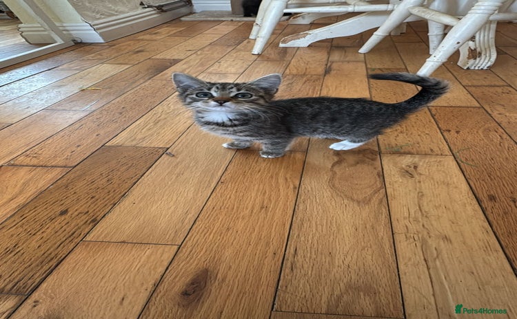 Domestic Shorthair cats - Advert 7