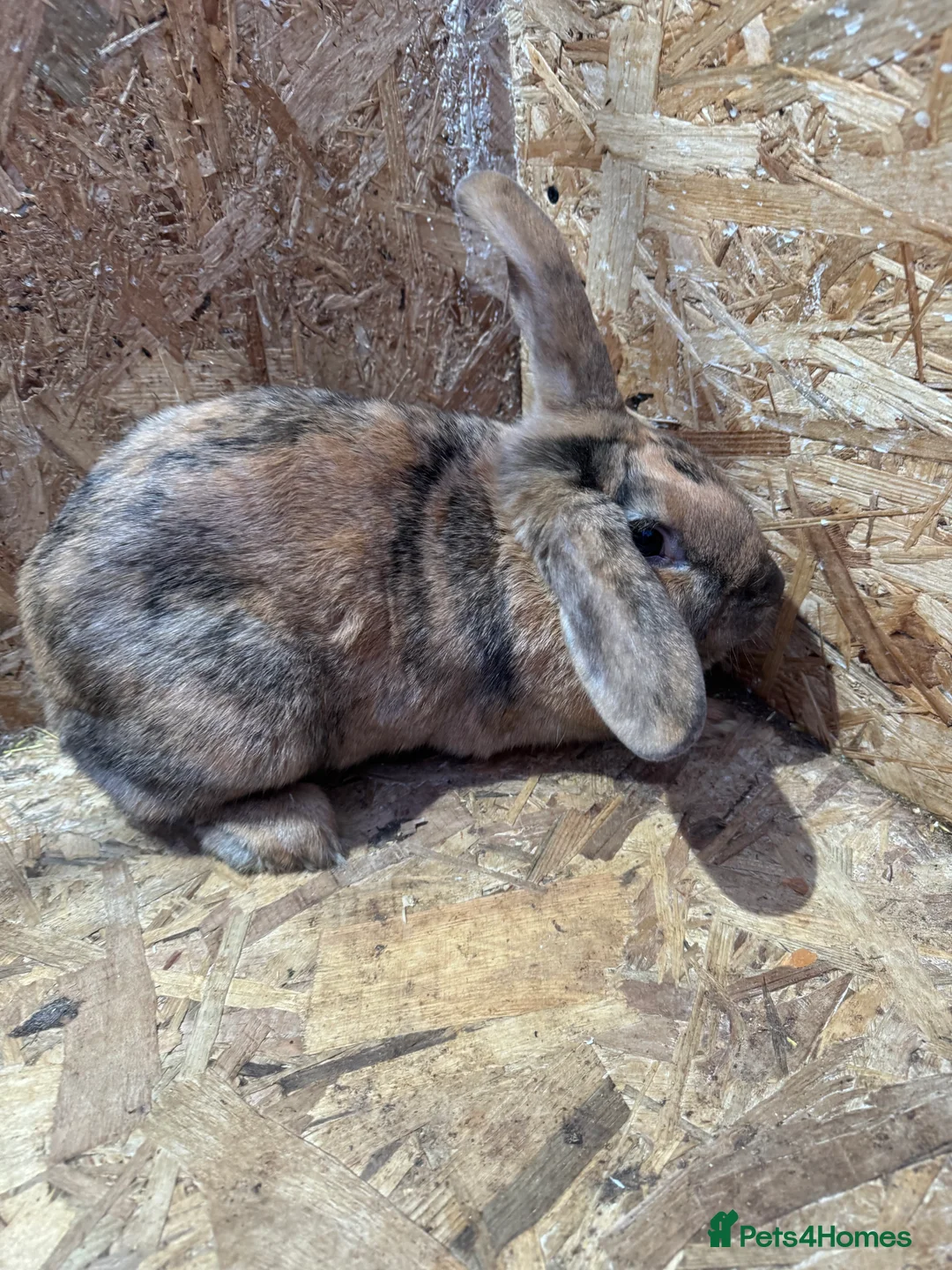 Mini Lop rabbits for sale: Female and male rabbits for sale  - Advert 2