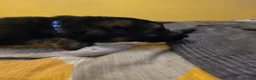 German Shepherd dogs for sale: 🐾 STUNNING GERMAN SHEPHERD PUPPIES FOR SALE** 🐾 - Advert 11