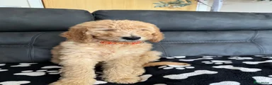 Goldendoodle Puppy 5