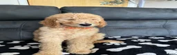 Goldendoodle dogs for sale: Beautiful golden doodle puppies for sale  - Advert 15