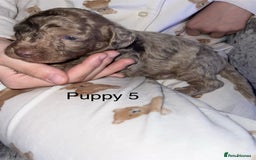 Cockapoo dogs for sale: Adorable 🐶 Cockapoo Pups 🐶 x6 Ready for new home - Advert 12