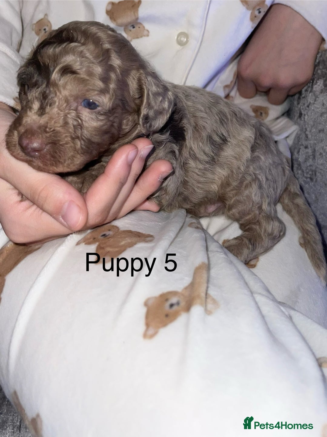 Cockapoo dogs for sale: Adorable 🐶 Cockapoo Pups 🐶 x6 Ready for new home - Advert 12