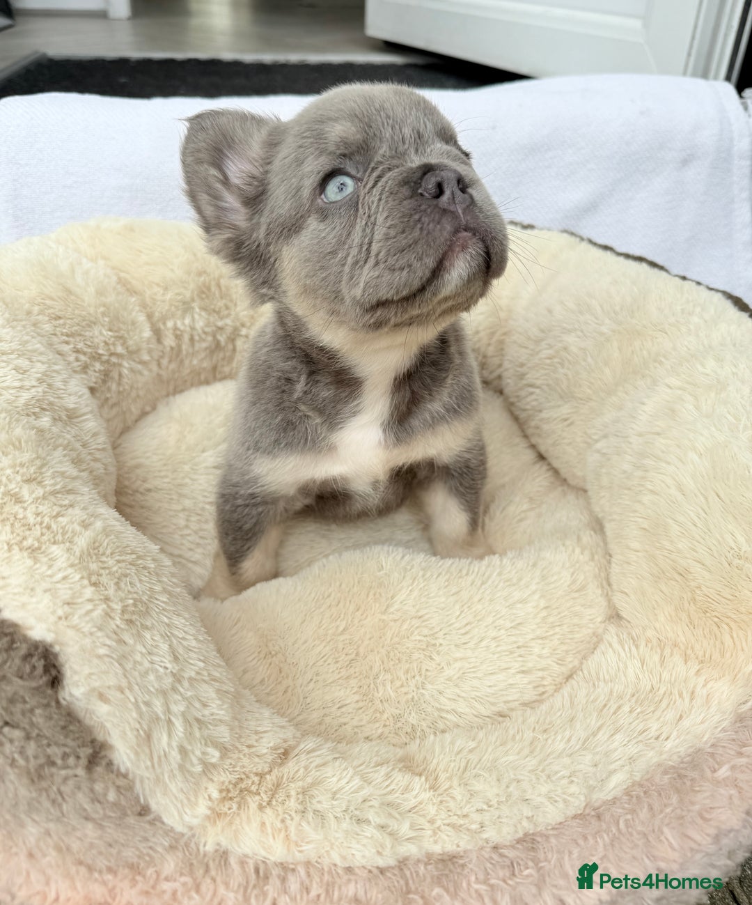 French Bulldog dogs for sale: Visual fluffy ** French bulldog puppies - Image 13