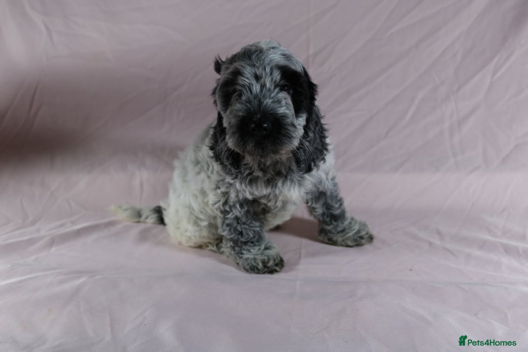 Cockapoo dogs for sale: Ready now beautiful litter F1B cockapoo puppies  in Leicester - Image 9
