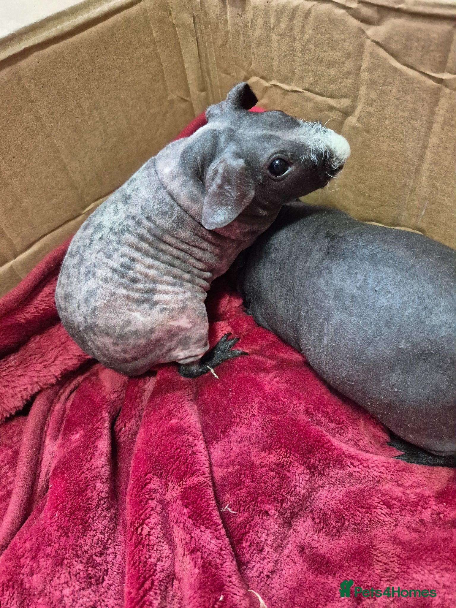 Guinea Pig rodents for sale: Pair of Baby Female Skinny Pigs For Sale  - Advert 6