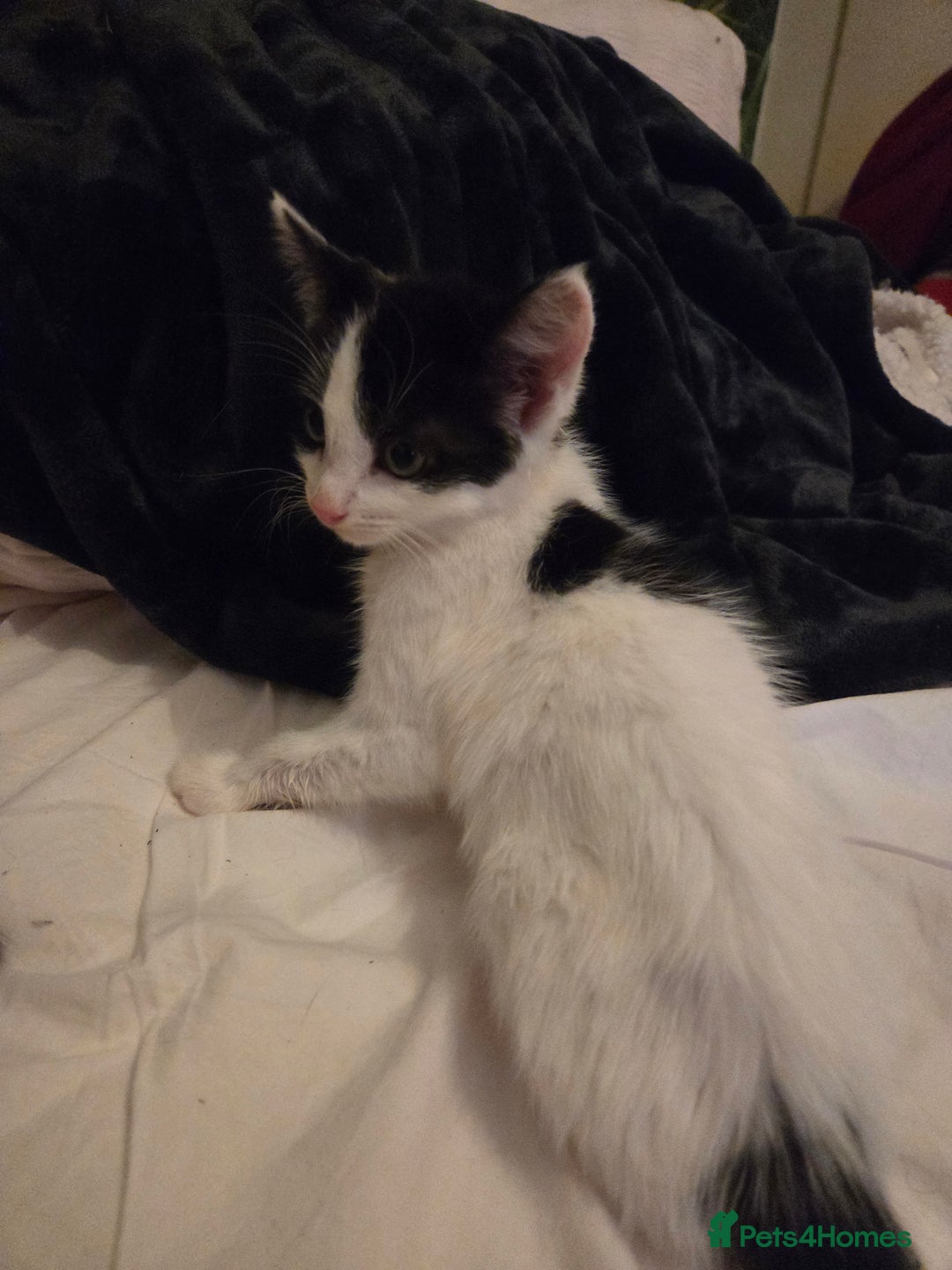 Mixed Breed cats for sale: Beautiful kittens ready to go - Advert 5