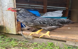 Chickens poultry for sale: 1 Male Double silver laced Barnevelder  - Image 1