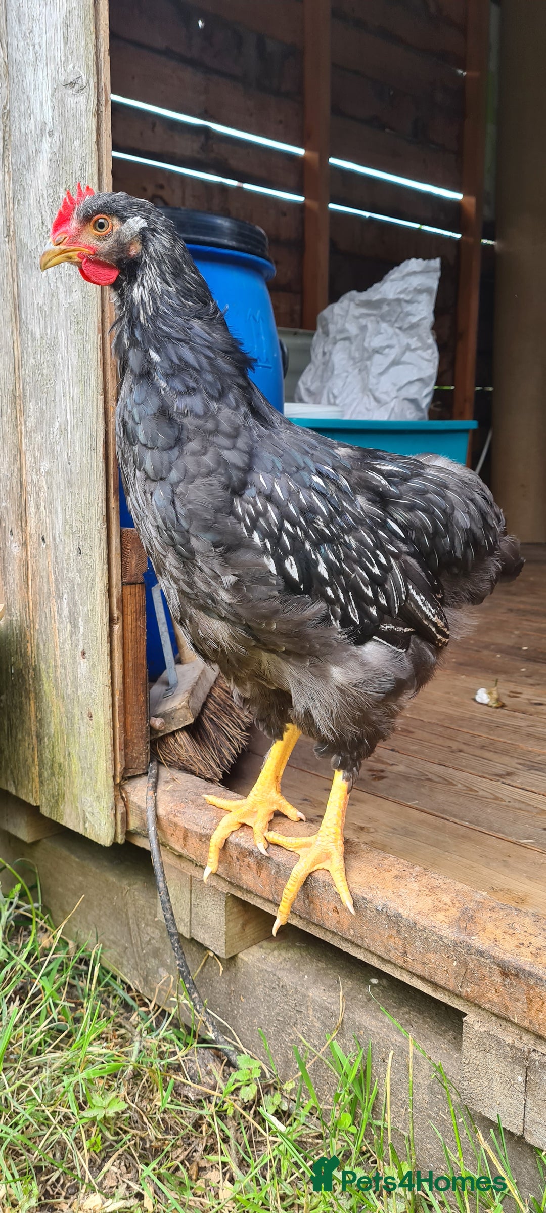 Chickens poultry for sale: 1 Male Double silver laced Barnevelder  - Image 1