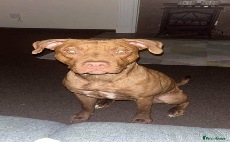 Mixed Breed dogs Bully pups  - Advert 1