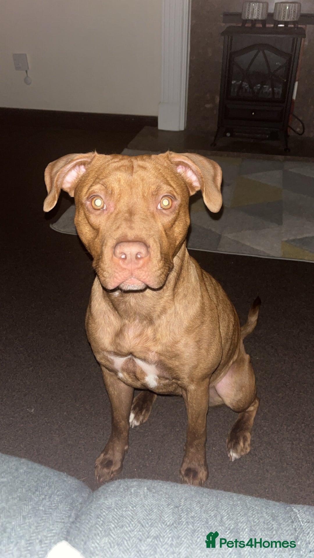 Mixed Breed dogs for sale: Bully pups  - Advert 1