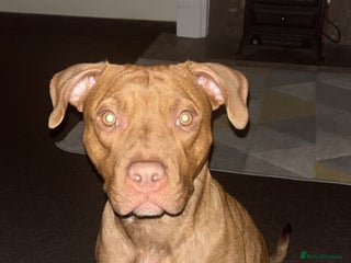 Mixed Breed dogs Bully pups - Advert 10