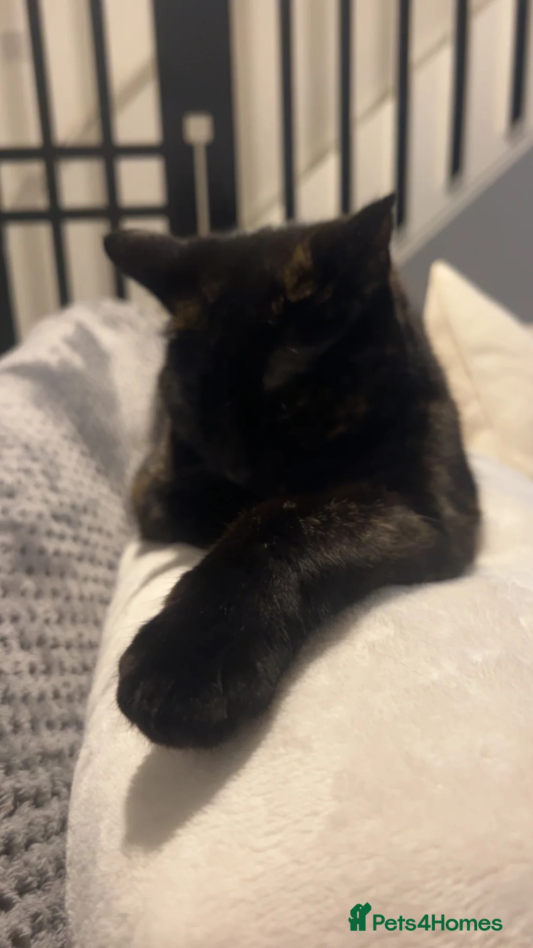 Mixed Breed cats for sale: Female cat (piper) free to a new LOVING home❤️ - Advert 5