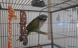 Parakeets birds for sale: Lord derby parakeet - Image 3