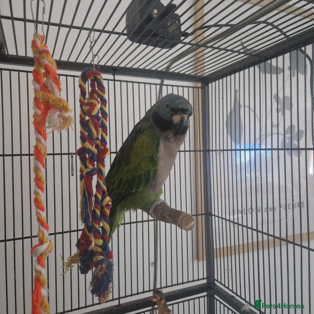 Parakeets birds for sale: Lord derby parakeet - Image 3