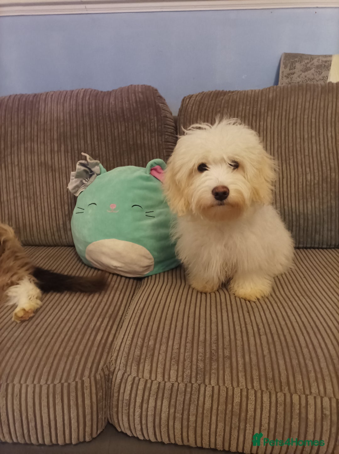 Maltipoo dogs for sale: Beautiful Maltipoo puppies  - Advert 10
