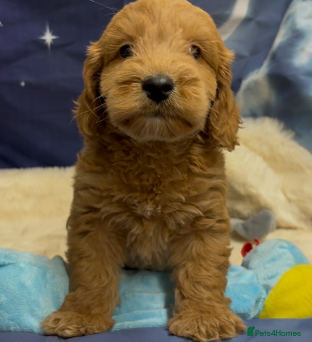 Cockapoo dogs for sale: 🐶 Gorgeous F1 Cockapoo Puppies –  Vet Checked  - Image 3