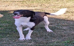 Mixed Breed dogs for adoption: Ferris for adoption - Advert 4