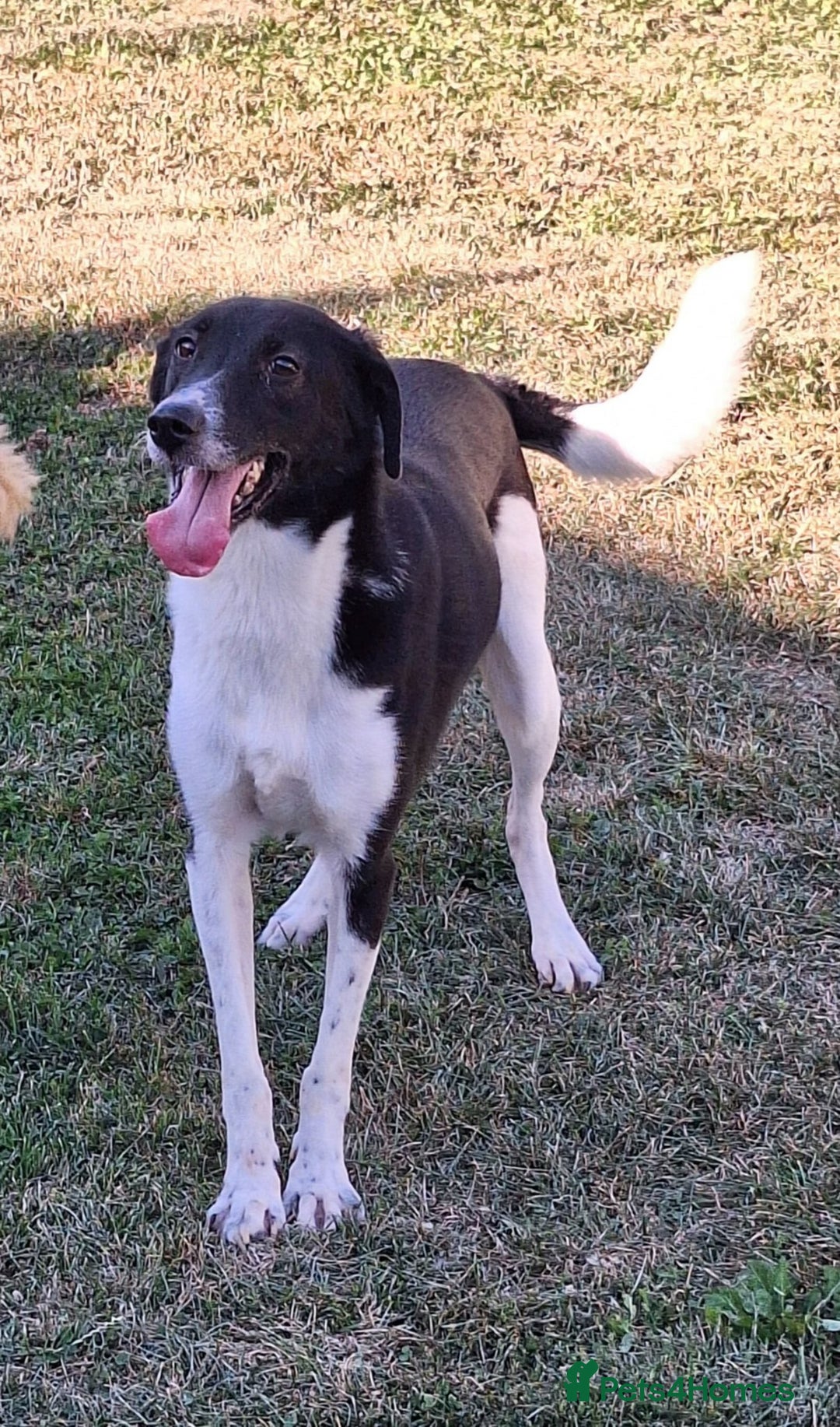 Mixed Breed dogs for adoption: Ferris for adoption - Advert 4