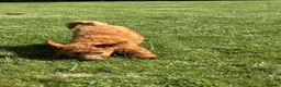 Labradoodle dogs for sale: Ready F1b labradoodle curl red health test parent  - Advert 4