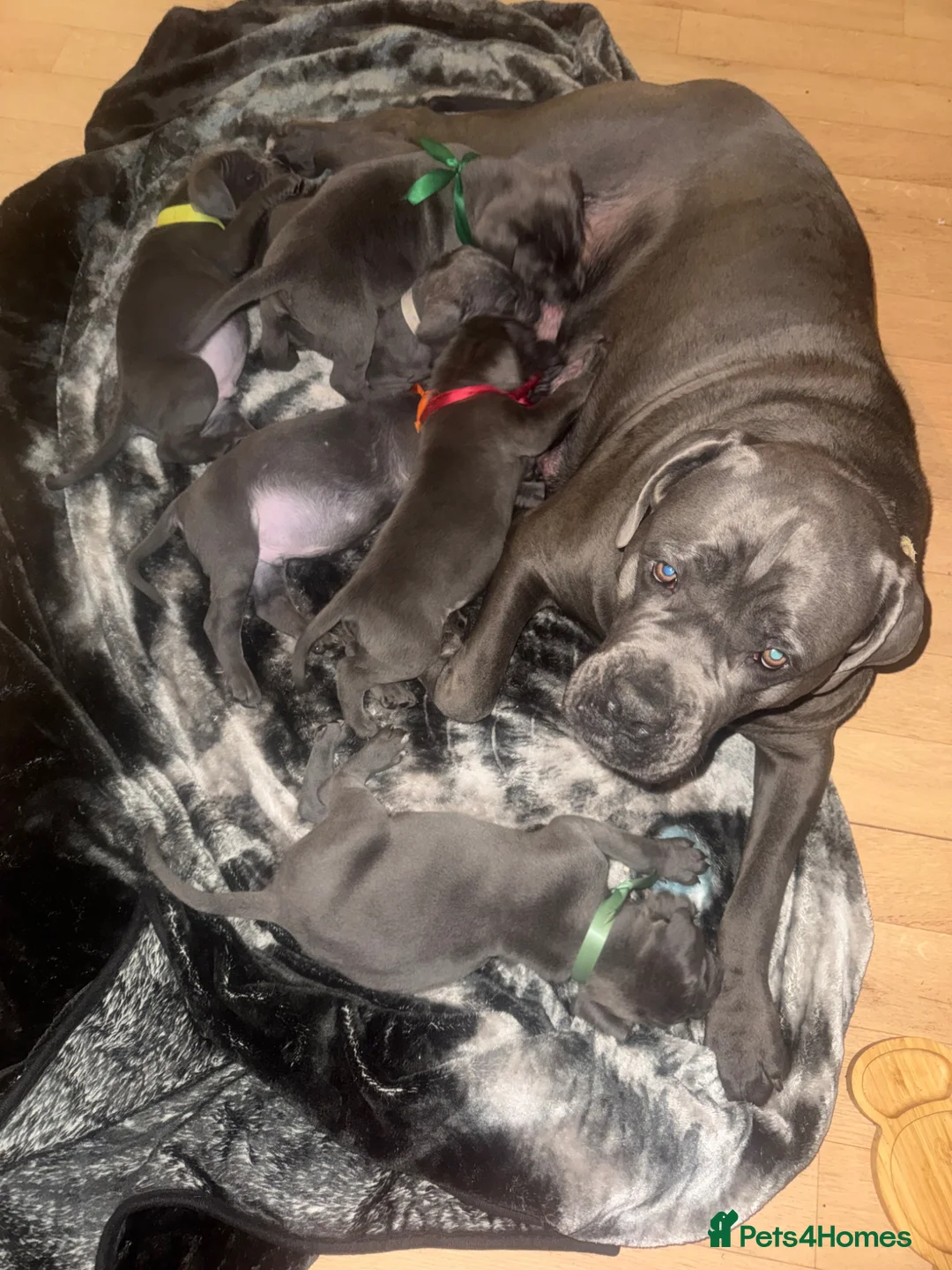 Gallery Image {{count}}