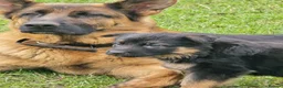 German Shepherd dogs for sale: German Shepherd Pups - Carefully Bred, Farm reared in Tarporley - Advert 3